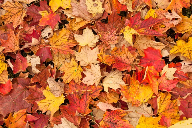 Septemberstil og Oktoberkulør